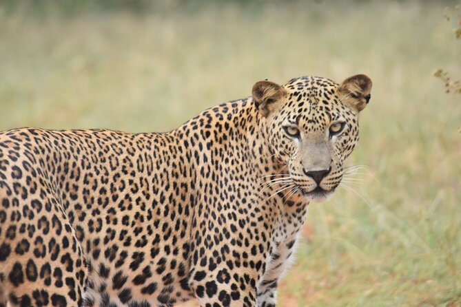 Special Leopard Safari Tour in Yala National Park by Malith & the team - Hotel Pickup, Meeting Points, and the Morning Return