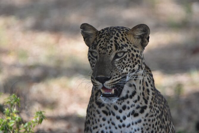 Special Leopard Safari Tour in Yala National Park by Malith & the team - Food, Water, and the Packed Breakfast Question