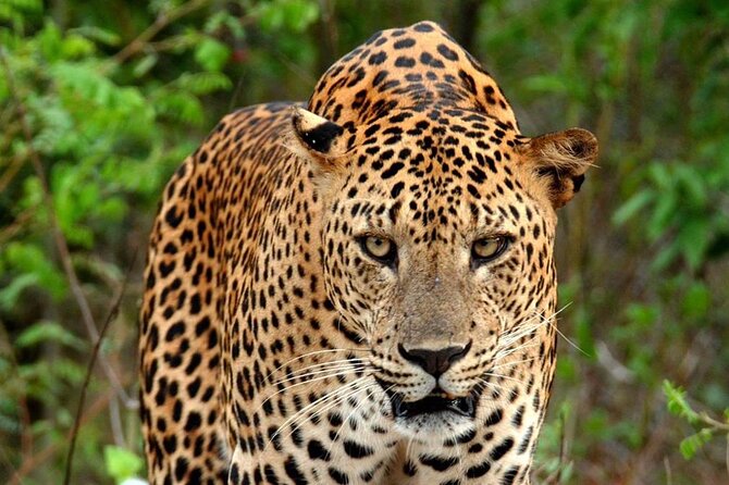 Special Leopard Safari Tour in Yala National Park by Malith & the team - Is $85 a Fair Price for This Yala Safari?