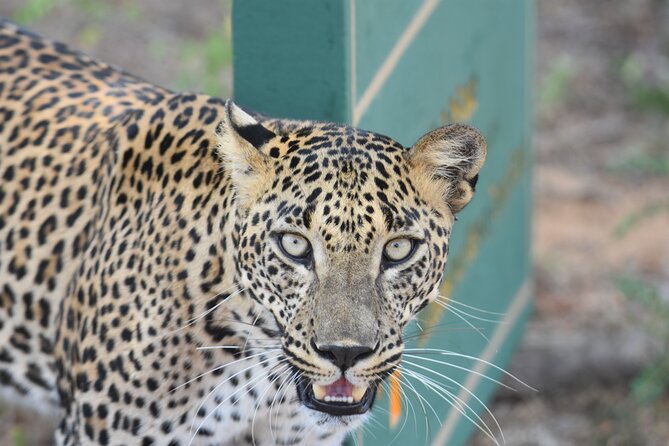 Special Leopard Safari Tour in Yala National Park by Malith & the team - What Kind of Visitor Will Like This Tour?