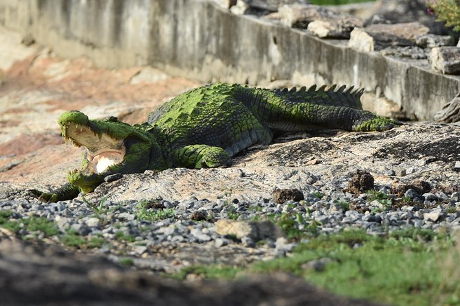 Special Leopard Safari Tour in Yala National Park by Malith & the team - From Leopards to Elephants, Crocodiles, and Birds