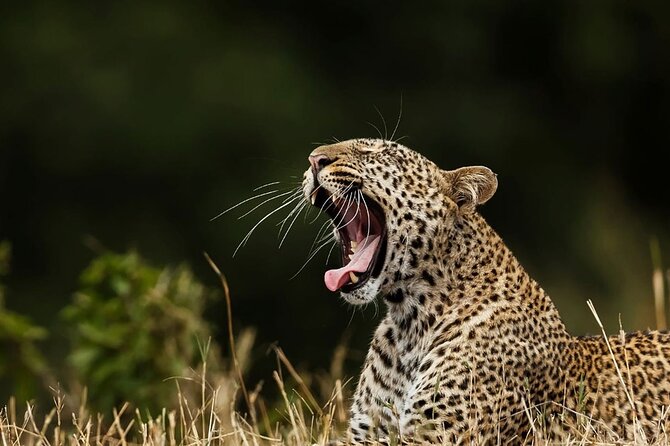 Special Leopards safari - Yala National park - 04.30 am to 11.30 am - Key points at a glance