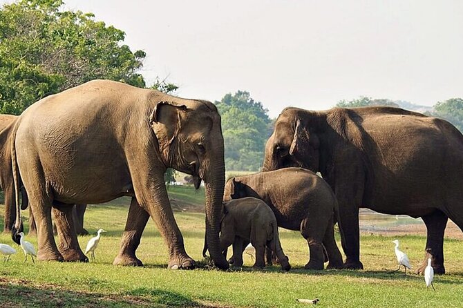 Special Leopards safari - Yala National park - 04.30 am to 11.30 am - Leopards, elephants, birds, and the thrill of not knowing