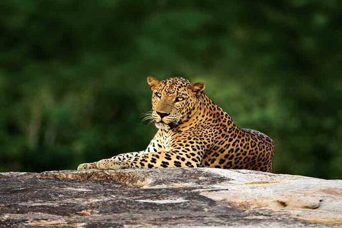 Special Leopards safari - Yala National park - 04.30 am to 11.30 am - What the $30 price really covers
