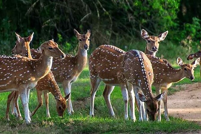 Special Leopards safari - Yala National park - 04.30 am to 11.30 am - Breakfast, binoculars, and what to bring