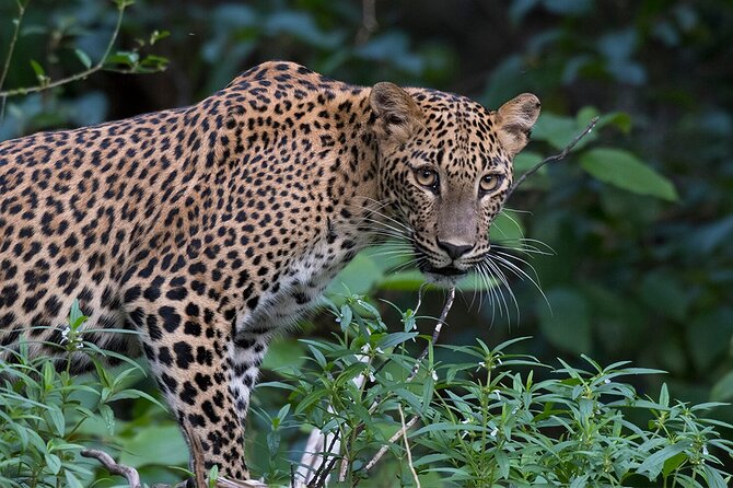 Special Leopards safari - Yala National park - 04.30 am to 11.30 am - Who will enjoy this safari most