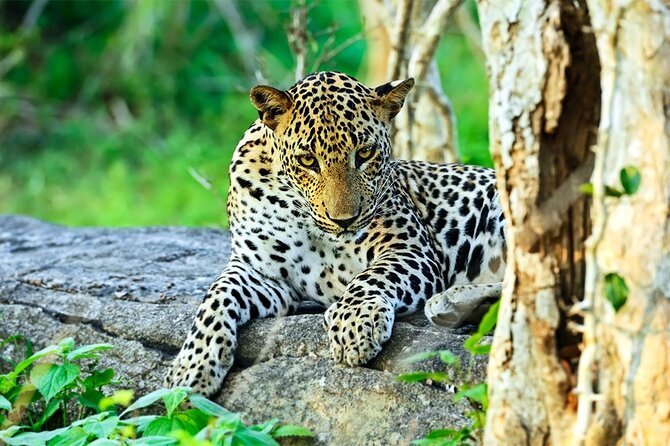 Special Leopards safari - Yala National park - 04.30 am to 11.30 am - First light inside Yala National Park