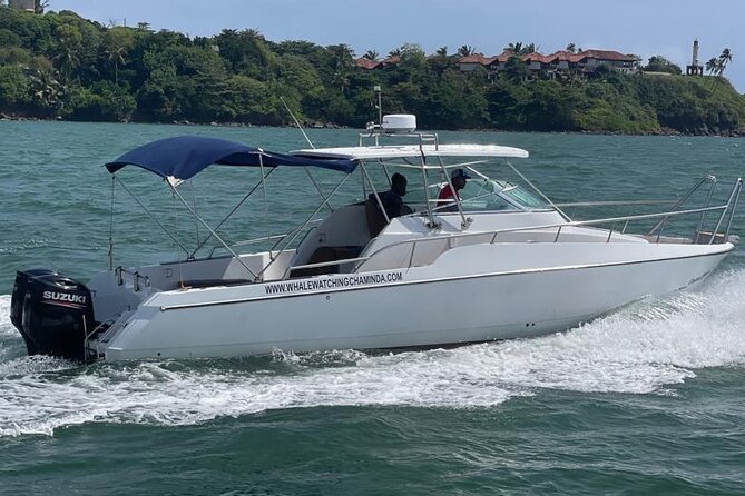 Sports Boat- Private Whale Watching Trip( free breakfast & paid pick-up) - Responsible whale watching rules