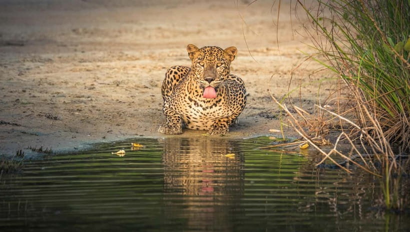 Sri Lanka: 10-Day Private Tour with 4<em>, Half-Board Hotels – Key details that shape the experience’ /></p>
<ul>
<li><strong>Private touring from airport to airport:</strong> Pickup and drop-off can be arranged anywhere in Sri Lanka, at your preferred time and location.</li>
<li><strong>Four distinct regions in ten days:</strong> The route covers the Cultural Triangle, Kandy, tea country, Ella, Yala, the south coast, Galle, and Colombo.</li>
<li><strong>Half-board hotel plan:</strong> Nine breakfasts and nine dinners are included, with hotel buffet meals.</li>
<li><strong>A busy but varied itinerary:</strong> You move from temples and fortresses to train tracks, waterfalls, safari roads, beaches, and city markets.</li>
<li><strong>Flexible language and planning support:</strong> Guides are available in English, German, and Korean, and the route can be adjusted.</li>
<li><strong>Extra costs need planning:</strong> Lunches, flights, and attraction entry fees are not included.</li>
</ul>
<h2 id="day-1-dambulla-village-life-and-pidurangala">Day 1: Dambulla, village life, and Pidurangala</h2>
<p><img width="820" height="461" decoding="async" src=