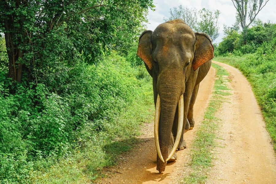 Sri Lanka 12-Day Private Round Tour; Car, Guide, Hotel, Food - Galle, turtles, and Bentota’s river country