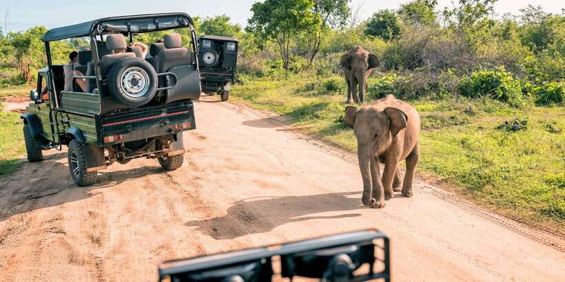 Sri Lanka: 2-Day wildlife tour; rainforest and National park - Key things to know before booking