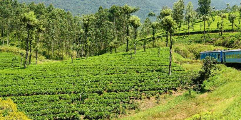 Sri Lanka: 2-Day wildlife tour; rainforest and National park - What this two-day route is really trying to do
