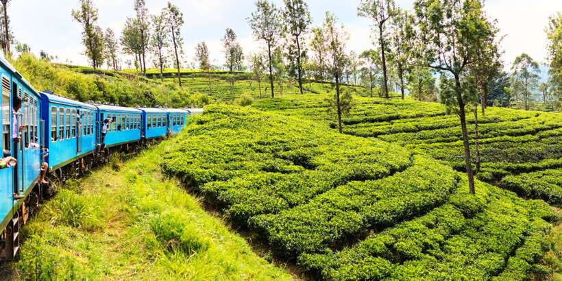 Sri Lanka: 2-Day wildlife tour; rainforest and National park - Udawalawe safari: the strongest wildlife stop