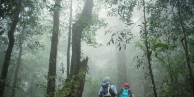 2-Day wildlife tour; rainforest and National park