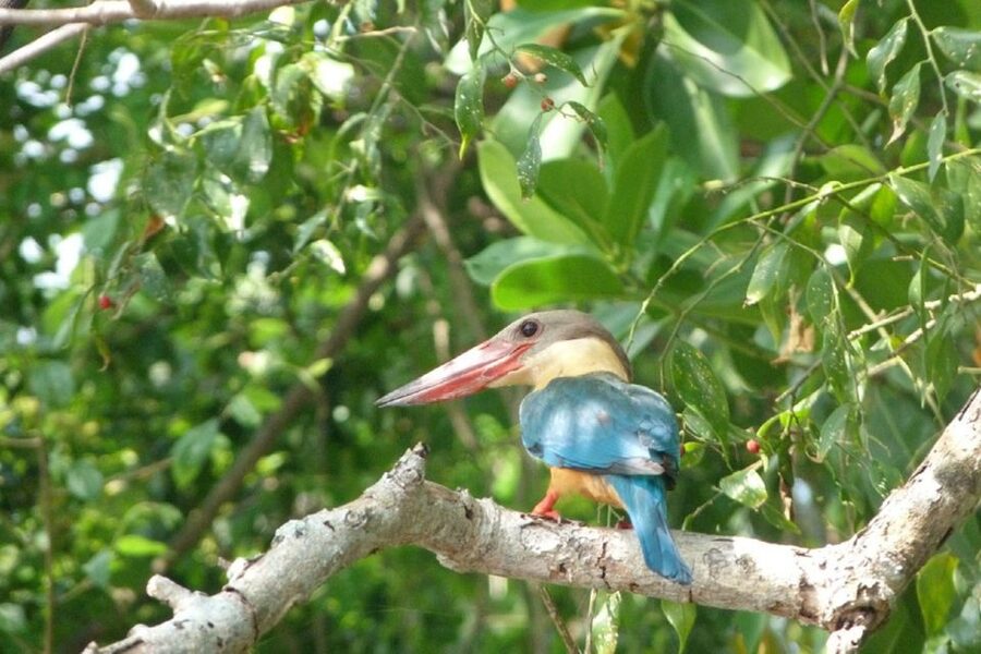 Sri Lanka: 2-Day wildlife tour; rainforest and National park - Ella to Nuwara Eliya by blue train