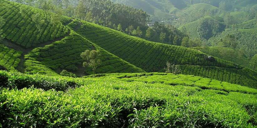 Sri Lanka: 2-Day wildlife tour; rainforest and National park - Tea country, Gregory Lake, and Nuwara Eliya