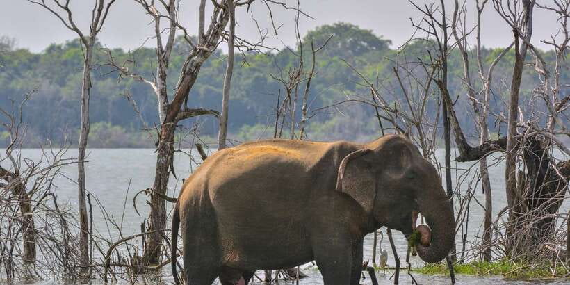 Sri Lanka: 2-Day wildlife tour; rainforest and National park - The driving: the part that determines your comfort