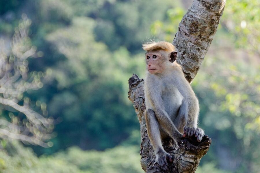 Sri Lanka: 2-Day wildlife tour; rainforest and National park - Is $350 per person good value?