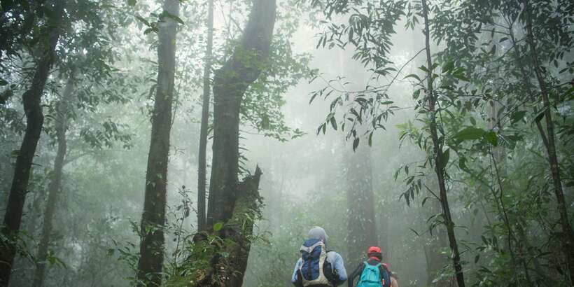 Sri Lanka: 2-Day wildlife tour; rainforest and National park - Sinharaja rainforest: a guided walk under the canopy