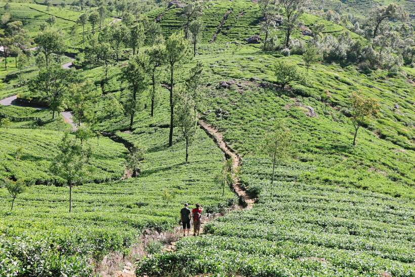 Sri Lanka: 3-Day Cultural Triangle, Hill Country, Train Tour - Who will get the most from this tour