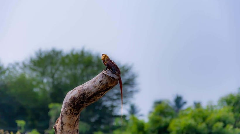 Sri Lanka: 3-Day Nature Tour with Rainforest, Safari - Galle Fort, Bentota, and the coastal return