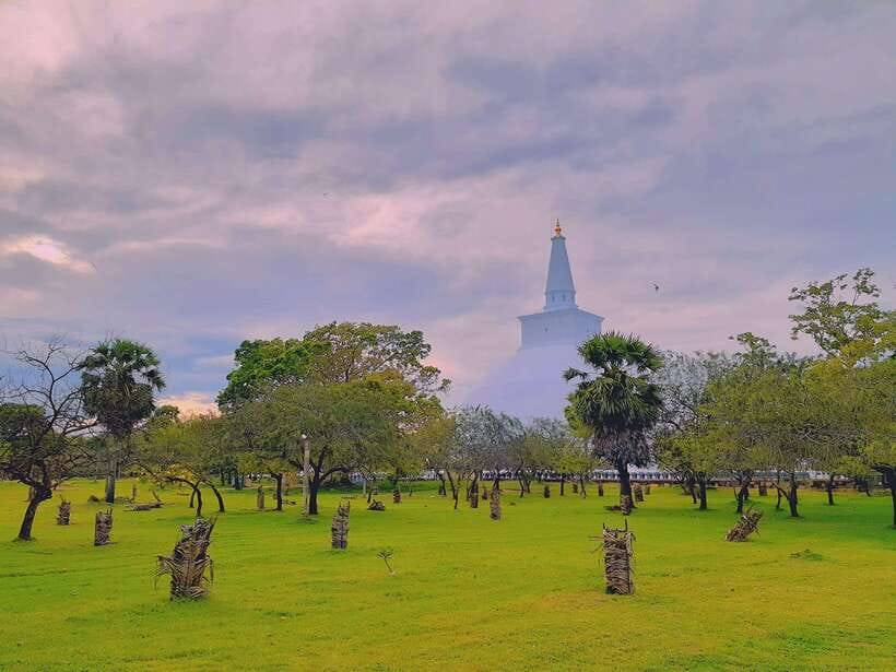 Sri Lanka: 4-Day Private Tour Focusing on Cultural Triangle - Minneriya National Park: elephants after the ruins