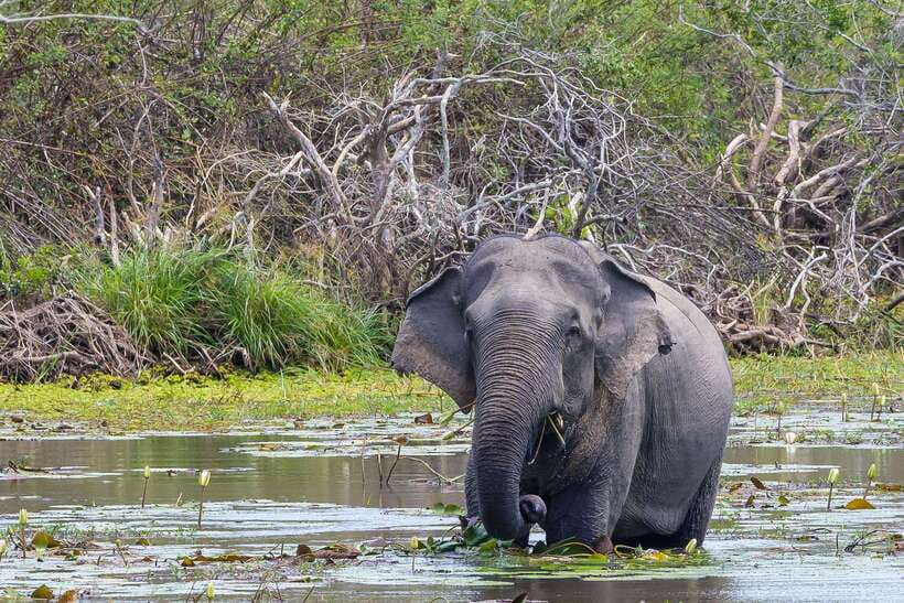 Sri Lanka: 4N5Day guided FULL TOUR with hotel accommodations - Day 5: Nine Arches Bridge, Little Adam’s Peak, and Colombo