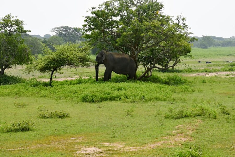 Sri Lanka 5-Day Private Country Side Tour Car, Hotels, Food - Day 3: Tea country, Nuwara Eliya, and the train to Ella