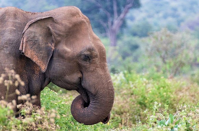Sri Lanka 5 Day tour Best Nature and Culture include top hotels - Who will enjoy this route most