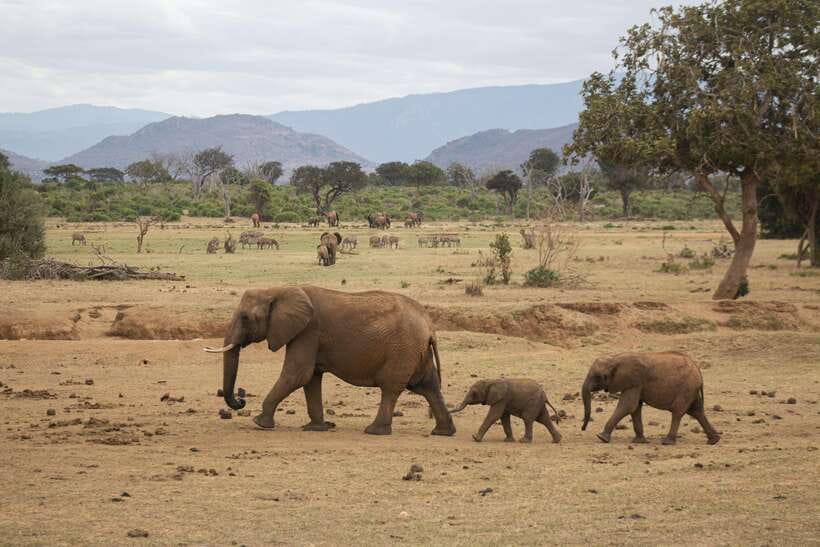 Sri Lanka: 6-Day Wildlife Safari Private Tour - Day 4: Elephants in Udawalawe National Park