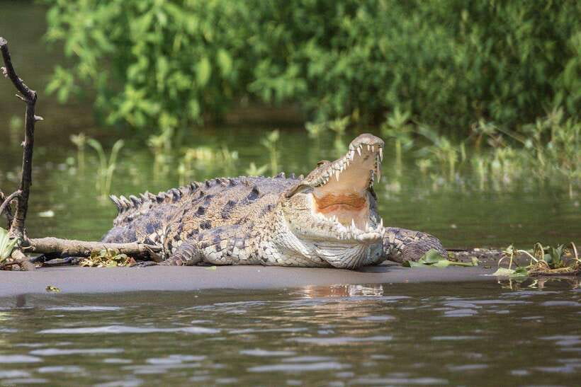 Sri Lanka: 6-Day Wildlife Safari Private Tour - Day 5: Eight hours in Yala National Park