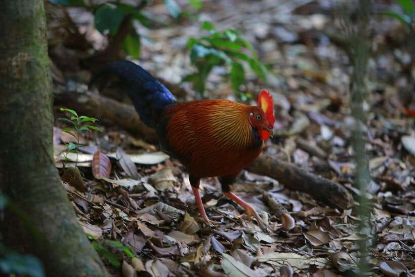 Sri Lanka: 6-Day Wildlife Safari Private Tour - Who will enjoy this tour most