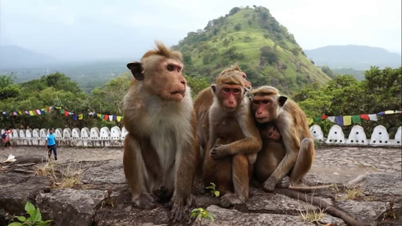 Sri Lanka: 7-Day Off-The-Beaten Path Private Tour - Day 3: Dambulla and Kandy’s sacred center