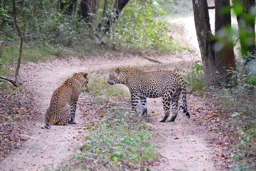 Sri Lanka 8-Day Private Tour-:25 Amazing Places+Activities - Day 1: Colombo to Anuradhapura and Sigiriya