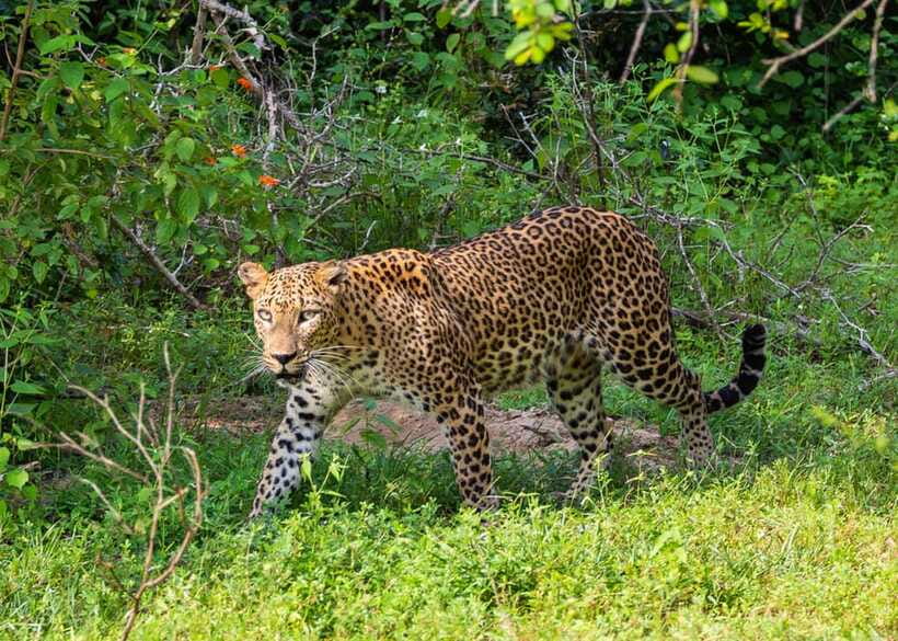 Sri Lanka: 9-Day Private Tour Hotels, Meals, Guide-Transport - Mirissa, Galle, and Bentota Add Breathing Room