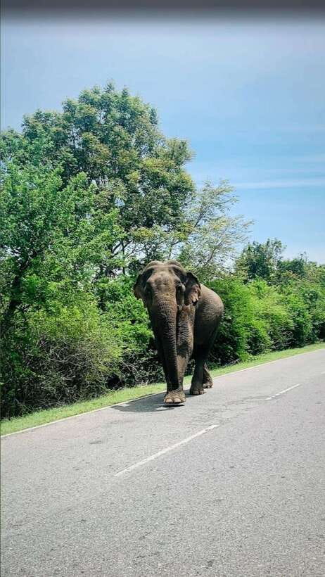 Sri Lanka / Bentota: Motorbike sightseeing tours - Who should book this motorbike tour?
