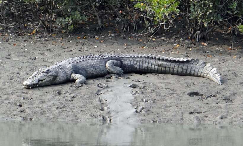 Sri Lanka Bentota: Private Mangrove Lagoon and River Cruise - What makes this Bentota cruise worth considering