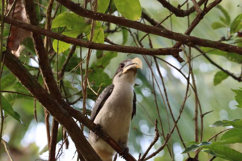 Sri Lanka Bentota: Private Mangrove Lagoon and River Cruise - Should you book the Bentota mangrove cruise?