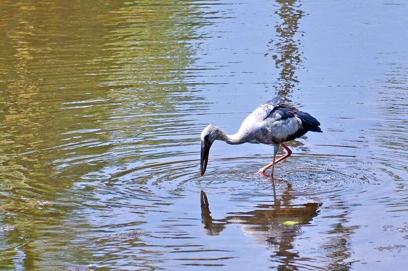 Sri Lanka Bentota: Private Mangrove Lagoon and River Cruise - Starting at Bentota Bridge