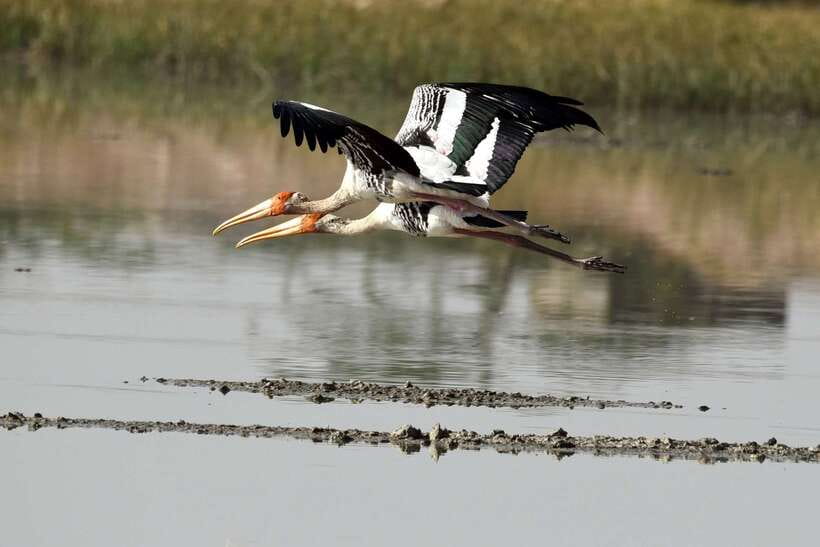 Sri Lanka Bentota: Private Mangrove Lagoon and River Cruise - Entering the dense mangrove lagoon