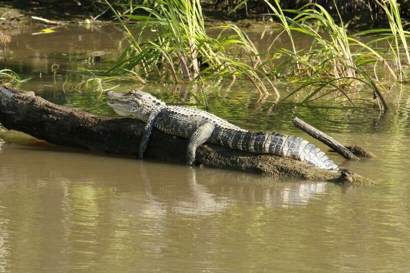 Sri Lanka Bentota: Private Mangrove Lagoon and River Cruise - A two-hour private ride and what that means