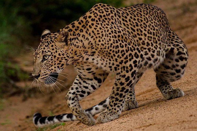 Sri Lanka budget tour package 8 days with driver,vehicle and H/B accommodations. - Key points before you book