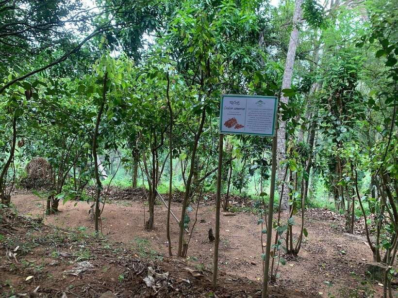 Sri Lanka: Ceylon Cinnamon Experience & Spice Garden Tour - Inside the spice processing factory