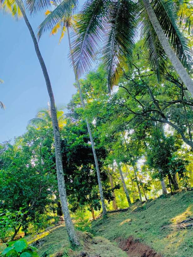 Sri Lanka: Ceylon Cinnamon Experience & Spice Garden Tour - Is $20 good value?