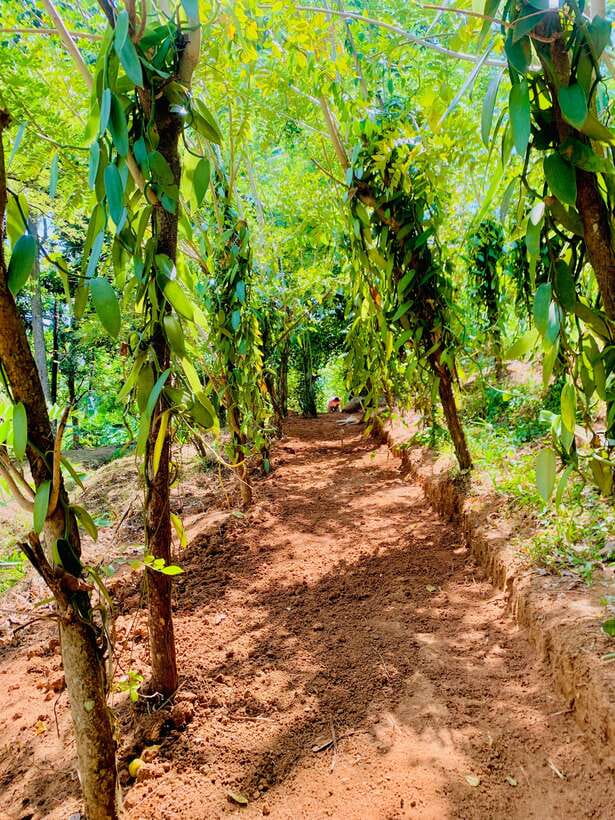 Sri Lanka: Ceylon Cinnamon Experience & Spice Garden Tour - The spice garden walk, from cinnamon to cardamom