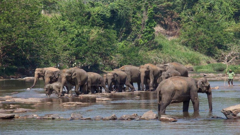 Sri Lanka : Day Tour to Pinnawala Wildlife Orphanage & Zoo - Key points at a glance