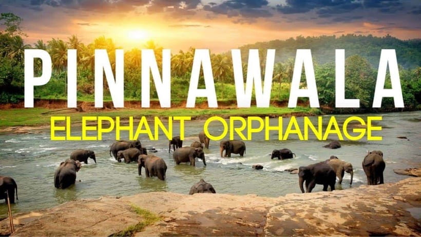 Sri Lanka : Day Tour to Pinnawala Wildlife Orphanage & Zoo - Why Pinnawala is such a different elephant experience