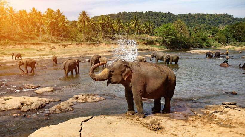 Sri Lanka : Day Tour to Pinnawala Wildlife Orphanage & Zoo - The private ride makes the coastal pickup useful