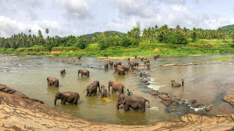 Sri Lanka : Day Tour to Pinnawala Wildlife Orphanage & Zoo - Who should book this Pinnawala day tour?