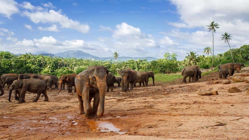 Sri Lanka : Day Tour to Pinnawala Wildlife Orphanage & Zoo - Should you book it?